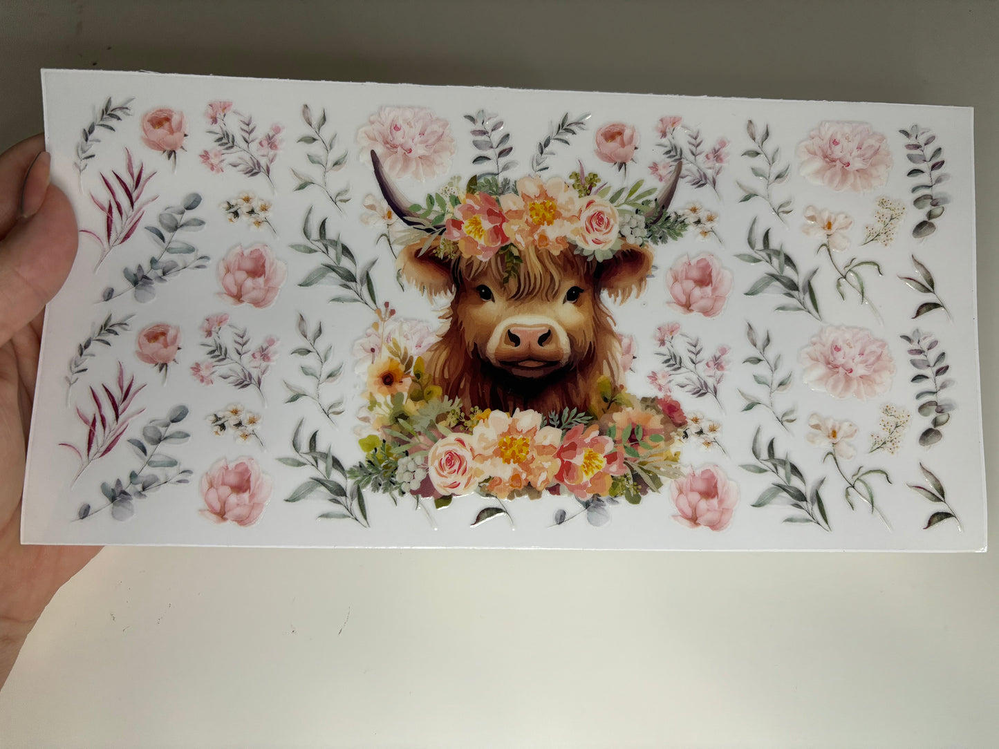 Highland Cow 2
