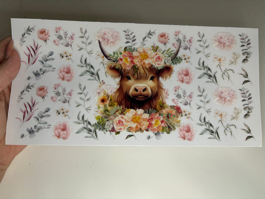 Highland Cow 2