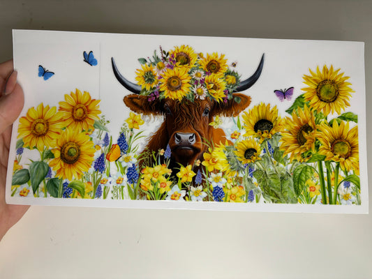 Highland Cow 3