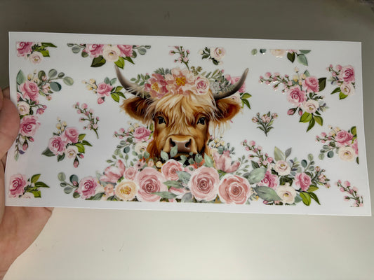 Highland Cow 1