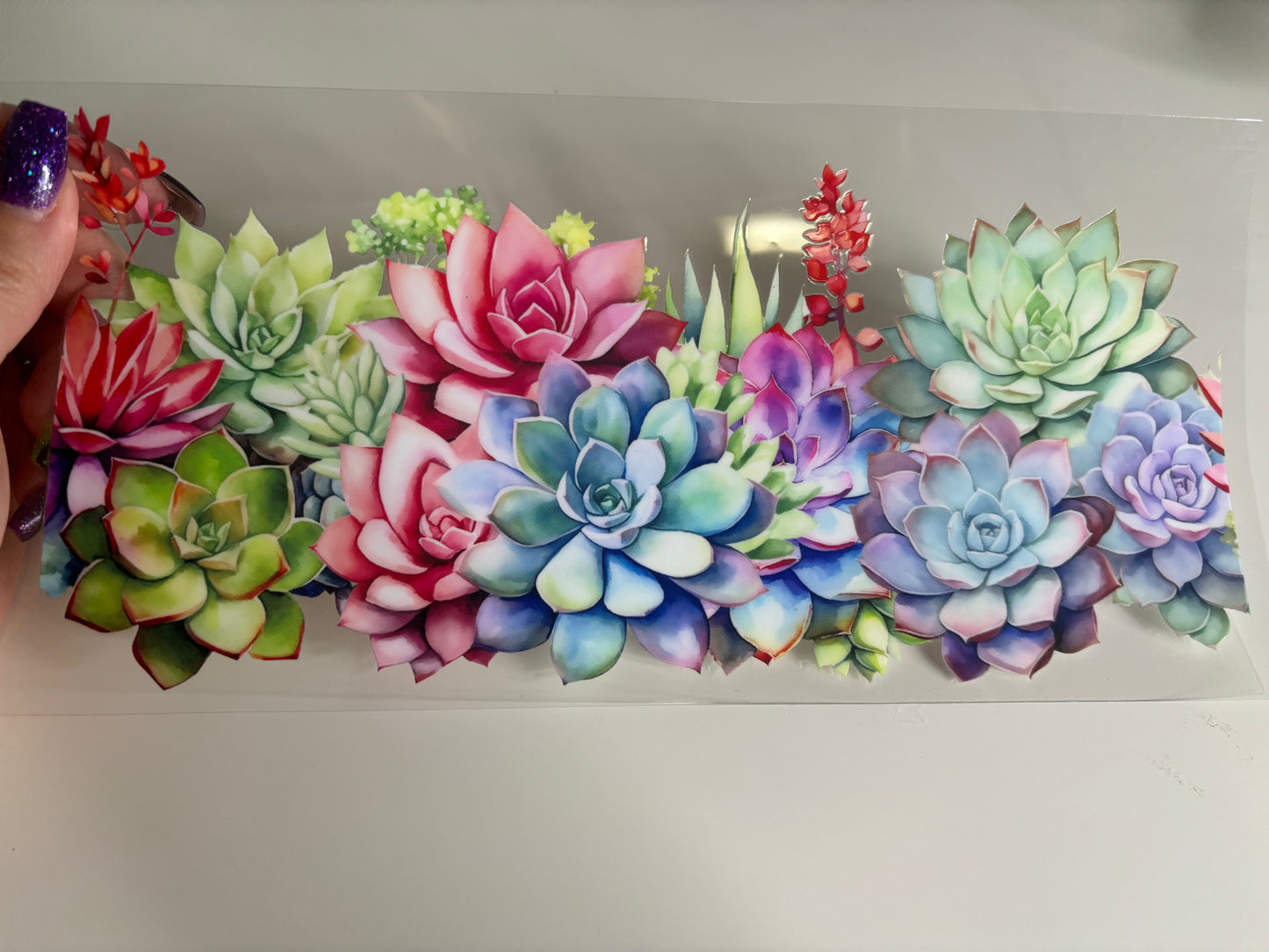 Succulents