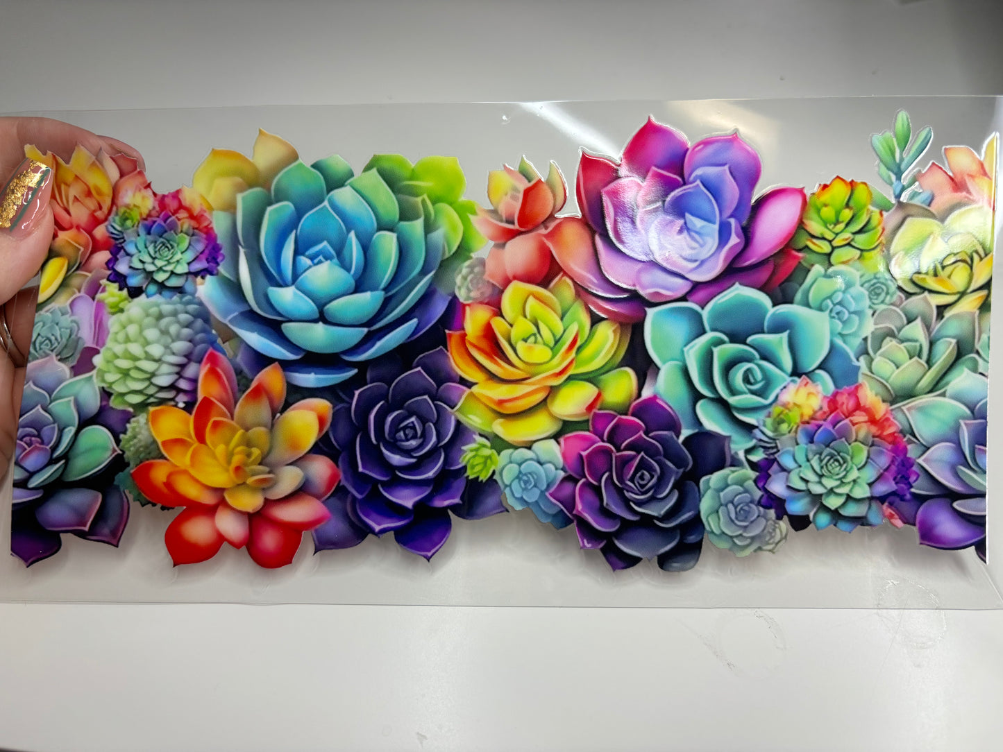 Succulents (bright)